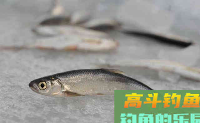 为什么大鲫鱼冬季很好钓，而天气热钓的都很小呢
