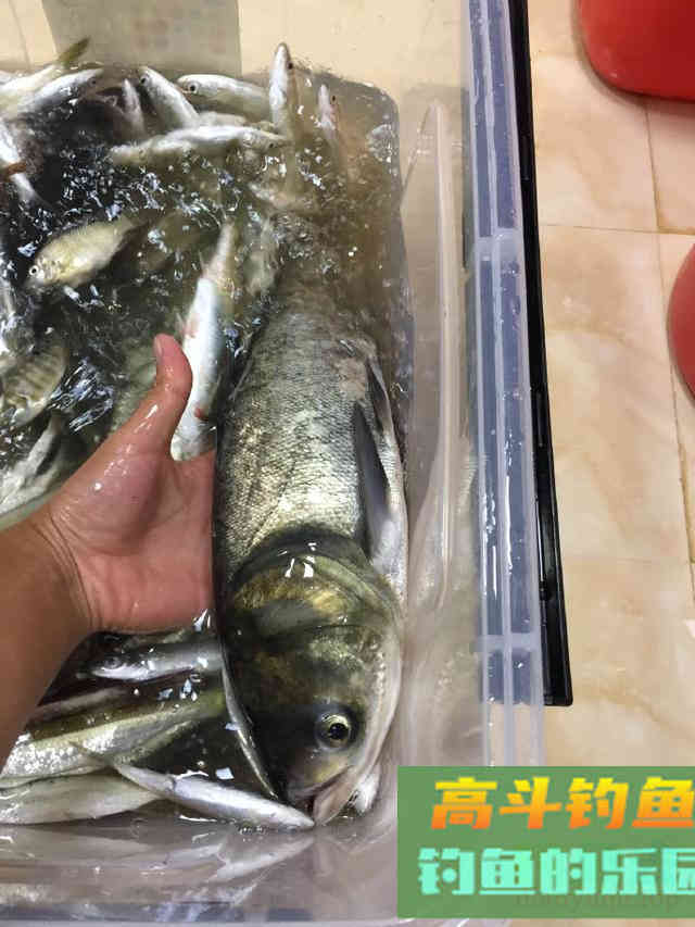 降温后钓鲢鳙攻略
