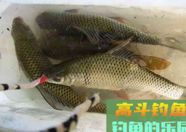 两斤的鲮鱼能切2.0的子线，这种鱼该如何垂钓？