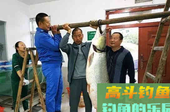 被公认为淡水霸主的鳡鱼，本该无敌于淡水鱼类，却已日渐减少