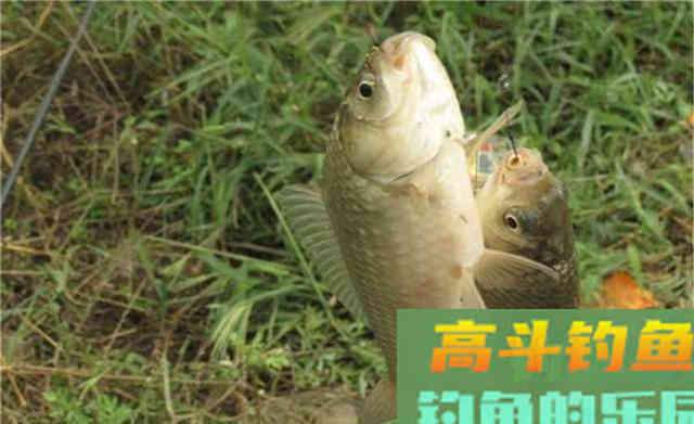 如果钓鲫鱼,只会钓底鱼口少一半 如果钓鲫鱼,只会钓底鱼口少一半