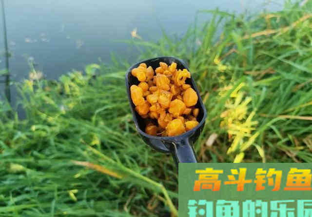 玉米钓不到鲤鱼,很有可能用法不对 玉米钓不到鲤鱼,很有可能用法不对