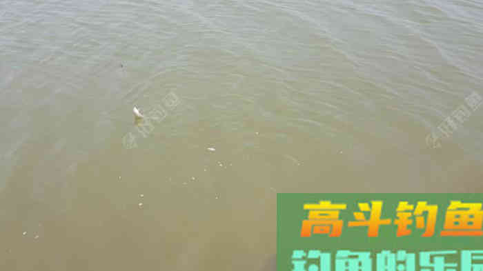 野钓策,野钓鲫鱼调与钓的几点感触 野钓策,野钓鲫鱼调与钓的几点感触