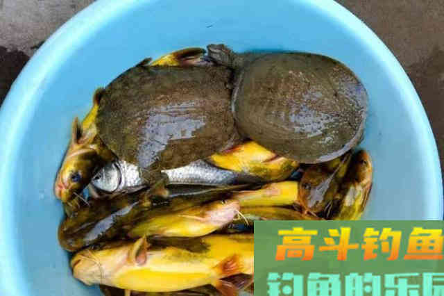 热天用这方法来对付黄骨鱼，隔三差五就想钓