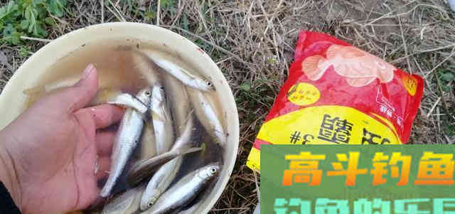 白条学会这样钓，直接拉到手软