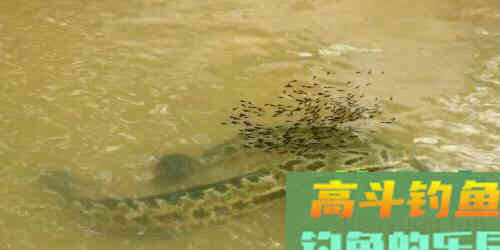 雷强黑鱼怎么钓？应该从鱼杆、拟饵、钓点、钓法入手