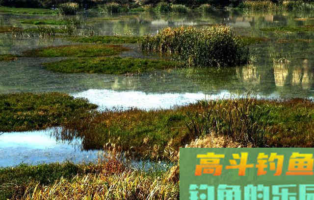 冬季钓鲫鱼你真的行吗？迟来的技巧