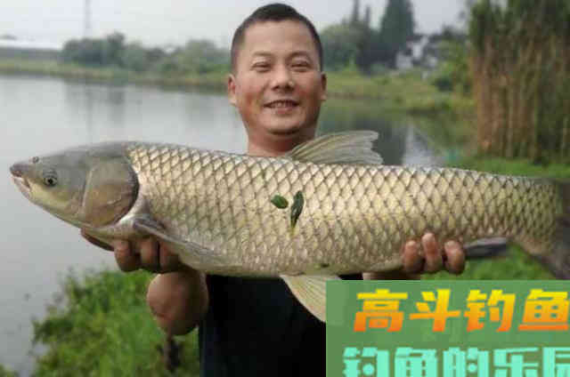 草鱼这个钓法最近火了，简单易上手，新手一学就会