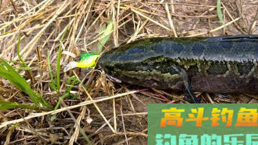 秋分以至,黑鱼在哪里?如何钓好黑鱼 秋分以至,黑鱼在哪里?如何钓好黑鱼