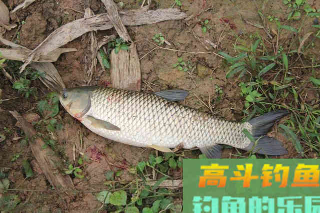 只要窝子打得对路子,连蚯蚓都能钓上来草鱼 只要窝子打得对路子,连蚯蚓都能钓上来草鱼