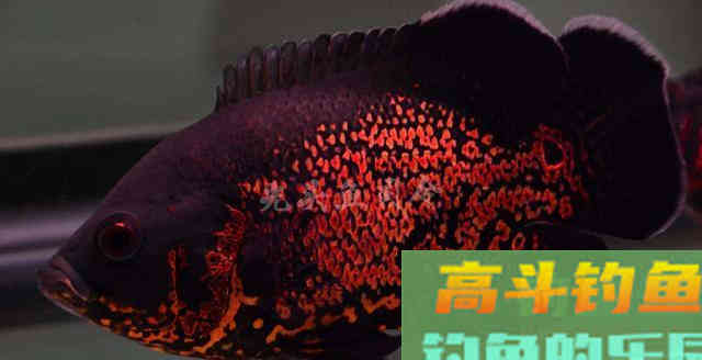 钓一条不认识的鱼,色泽金黄、身材肥硕 钓一条不认识的鱼,色泽金黄、身材肥硕