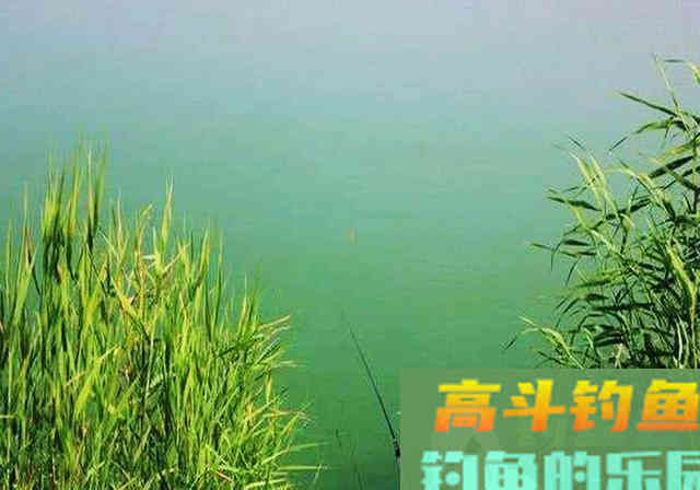 钓草鱼的季节,参照这套垂钓攻略,钓获大草鱼不难 钓草鱼的季节,参照这套垂钓攻略,钓获大草鱼不难