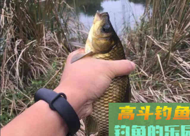冬季野钓大板鲫需要牢牢记住的独特钓法 冬季野钓大板鲫需要牢牢记住的独特钓法