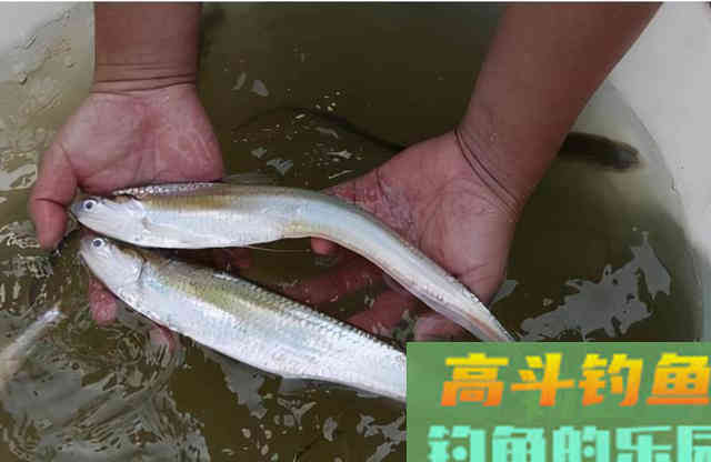 10种吃不起的淡水鱼,钓到这些鱼你就赚大了 10种吃不起的淡水鱼,钓到这些鱼你就赚大了