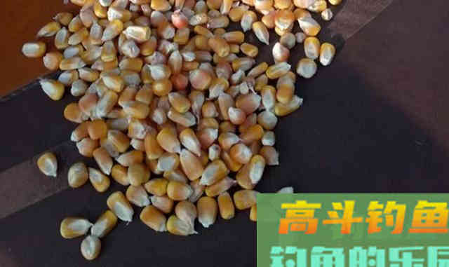 钓青鱼使用玉米饵料垂钓，我们应该如何调钓
