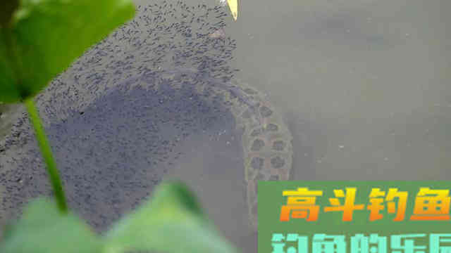 不同季节野钓黑鱼这样选择钓点和钓位