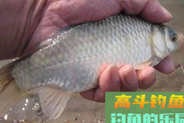 冬季如何大板鲫猛拉不断