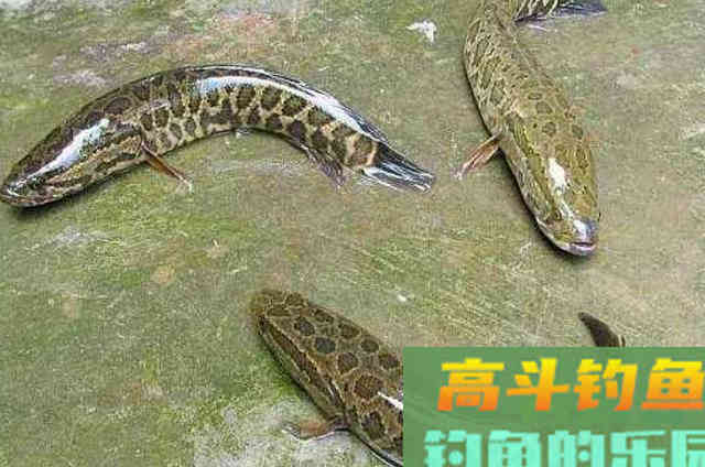 还嫌黑鱼不咬钩？自从学会这钓法，鱼获多到提不动