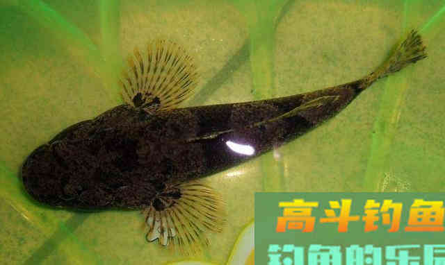 我们叫它沙鸡，但想钓它却很难，如何钓沙塘鳢