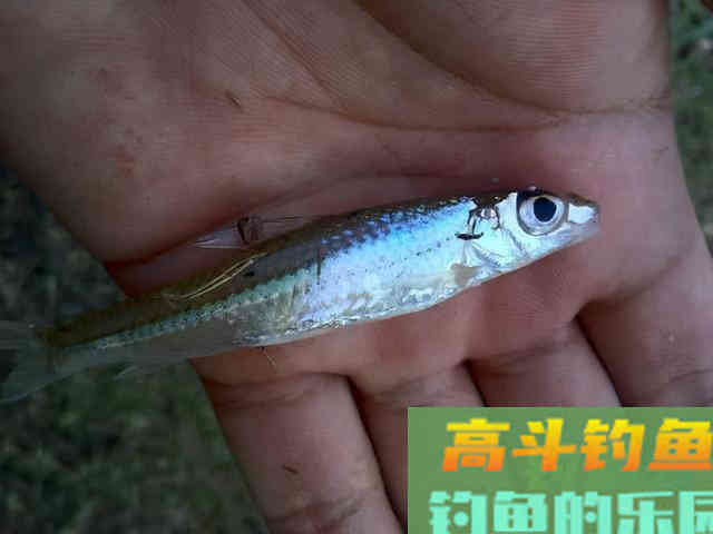冬天最好钓的小鱼:银鮈,味美好钓分布广 冬天最好钓的小鱼:银鮈,味美好钓分布广