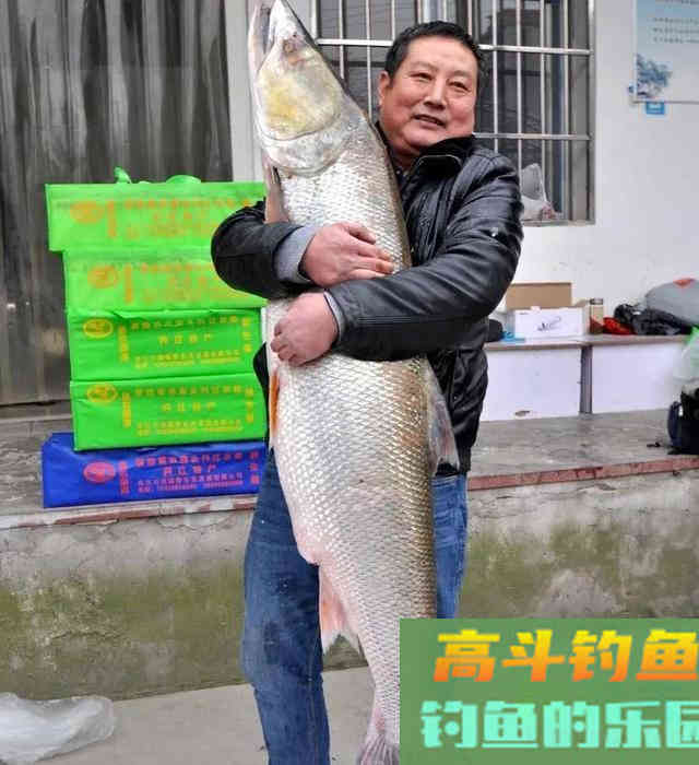 被公认为淡水霸主的鳡鱼，本该无敌于淡水鱼类，却已日渐减少