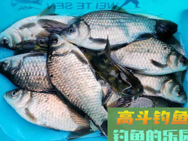 天气突降10度以下鲫鱼好钓吗 天气突降10度以下鲫鱼好钓吗