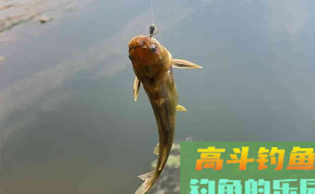 深秋野钓黄颡鱼,最好的饵料不是蚯蚓和红虫,而是这个 深秋野钓黄颡鱼,最好的饵料不是蚯蚓和红虫,而是这个