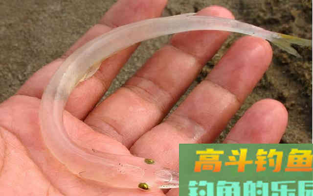 10种吃不起的淡水鱼,钓到这些鱼你就赚大了 10种吃不起的淡水鱼,钓到这些鱼你就赚大了