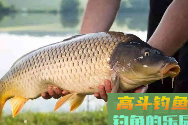 夏天只要换用这钓法，铁定比秋鲤鱼钓更痛快