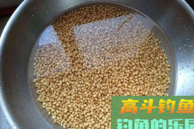 大鲫鱼可遇不可求?老钓手调整策略,上鱼快到没话说 大鲫鱼可遇不可求?老钓手调整策略,上鱼快到没话说