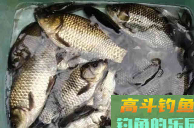 野钓鲫鱼时，需要钓友牢记长短子线的用法