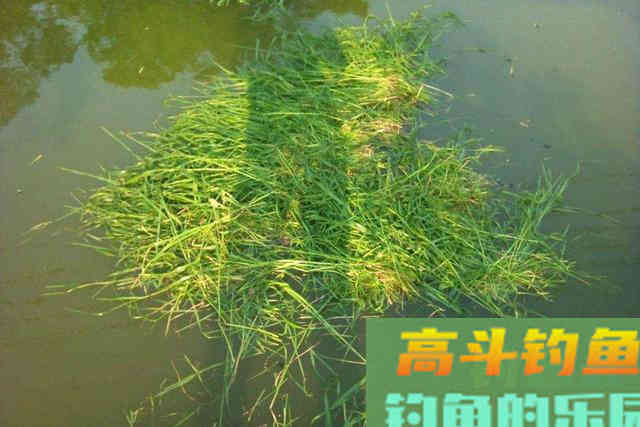 巧用塑料瓶改串钩钓组,只要草鱼进窝就跑不了 巧用塑料瓶改串钩钓组,只要草鱼进窝就跑不了