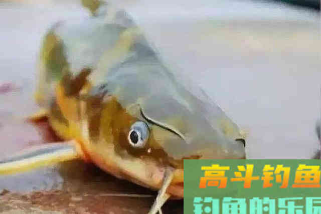 对付黄颡鱼,我就用这几招 对付黄颡鱼,我就用这几招