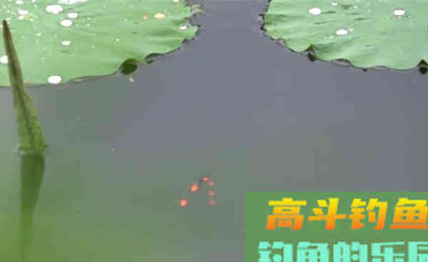细说手竿传统钓的4大优势,秋钓鲫鱼狠招数 细说手竿传统钓的4大优势,秋钓鲫鱼狠招数