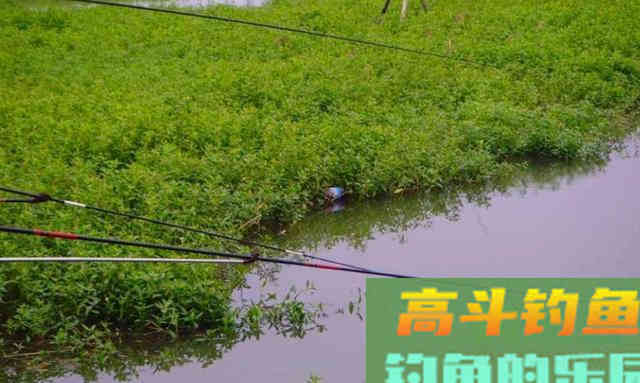 初夏钓鲫鱼，选择草窝处