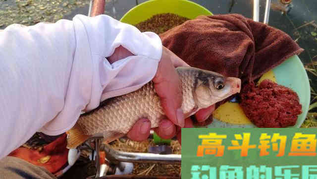 早春学会这样钓鲫鱼，简单实用渔获多