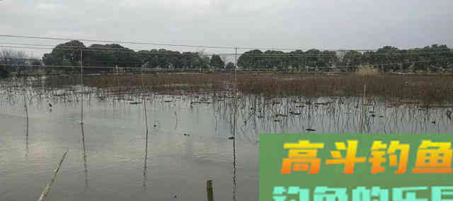 如何在藕塘钓鲫鱼？结合生活规律，谈选位与做窝