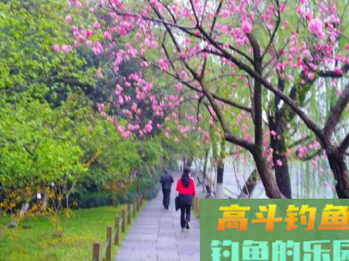 有效钓鲫鱼的3个办法，做窝补窝和调钓，和应对技巧