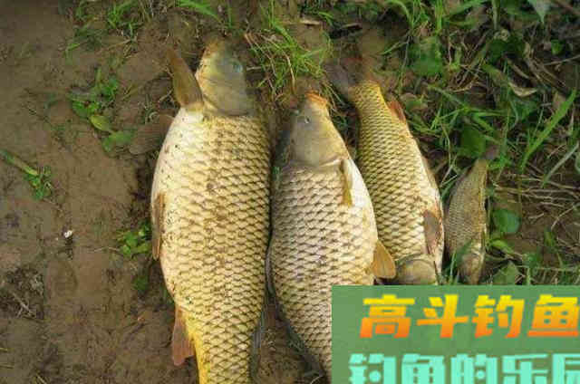 户外野钓时，征服鲤鱼必须要学会的3大技巧
