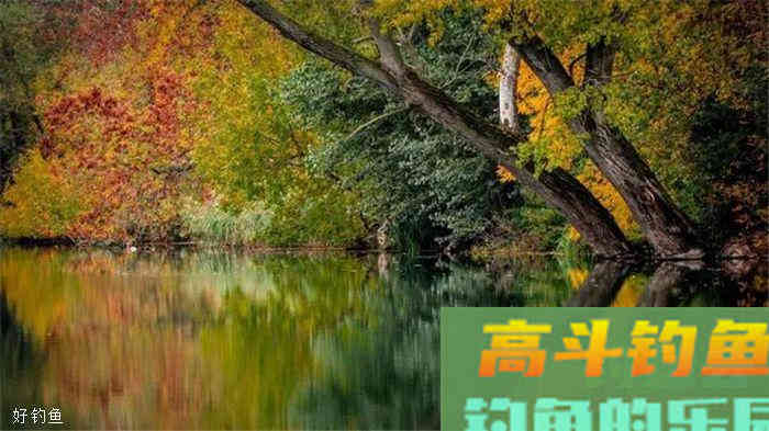 仲秋如何钓鲤鱼?选时,配饵,看钓技 仲秋如何钓鲤鱼?选时,配饵,看钓技