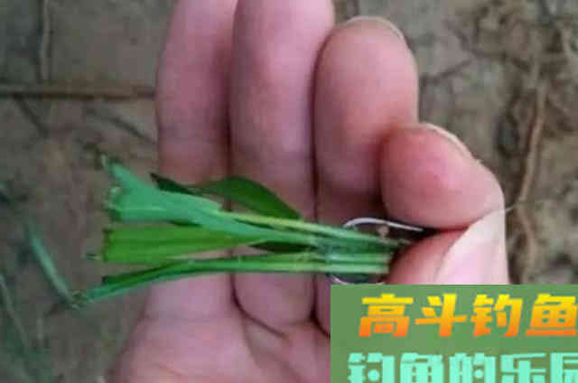 谁说大草鱼难钓?从四个方面探究,分享三种钓法 谁说大草鱼难钓?从四个方面探究,分享三种钓法