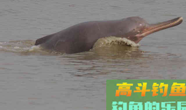 河豚到底能不能钓，得搞明白河豚是淡水鱼还是咸水鱼