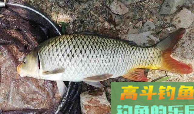 鲤鱼甩籽期间怎么作钓？野钓客教你