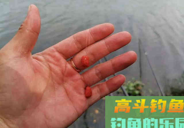 钓鲤鱼如何调漂？是一钩到底一钩悬浮好