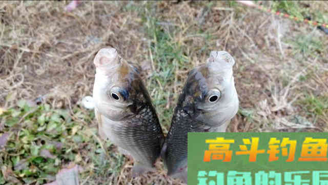 浮钓鲫鱼为什么你总是钓不好？装备选对了吗