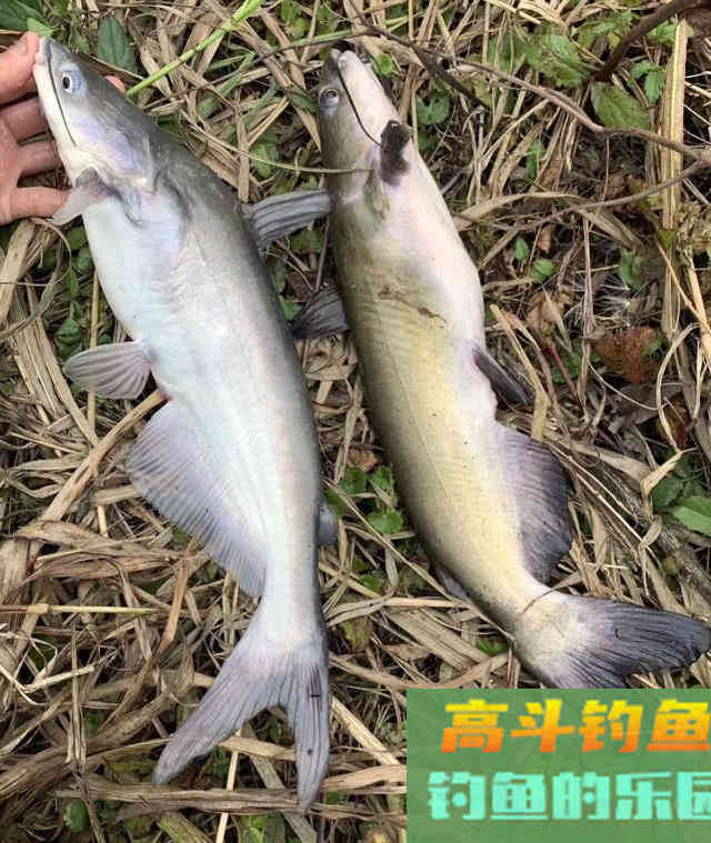 美国的叉尾鮰该如何垂钓?是否对本地鱼种构成威胁 美国的叉尾鮰该如何垂钓?是否对本地鱼种构成威胁