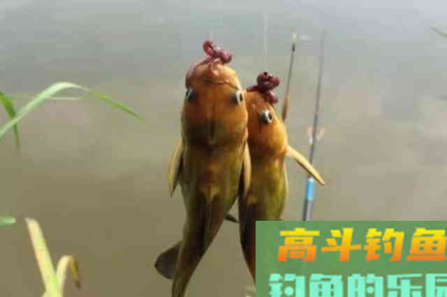 黄骨鱼这样钓太过瘾了,一周钓六次都不嫌多 黄骨鱼这样钓太过瘾了,一周钓六次都不嫌多
