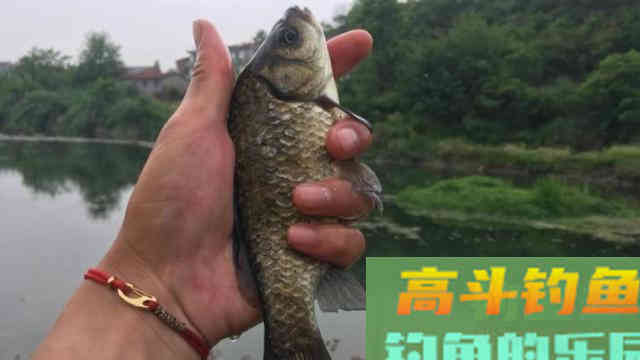 深秋野钓鲫鱼不宜死等口,传统钓主动出击找鱼窝更靠谱 深秋野钓鲫鱼不宜死等口,传统钓主动出击找鱼窝更靠谱