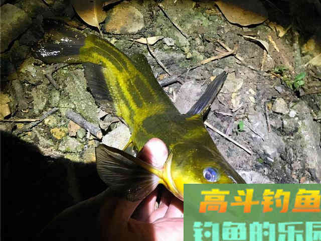 野钓黄辣丁,试试这款窝料 野钓黄辣丁,试试这款窝料