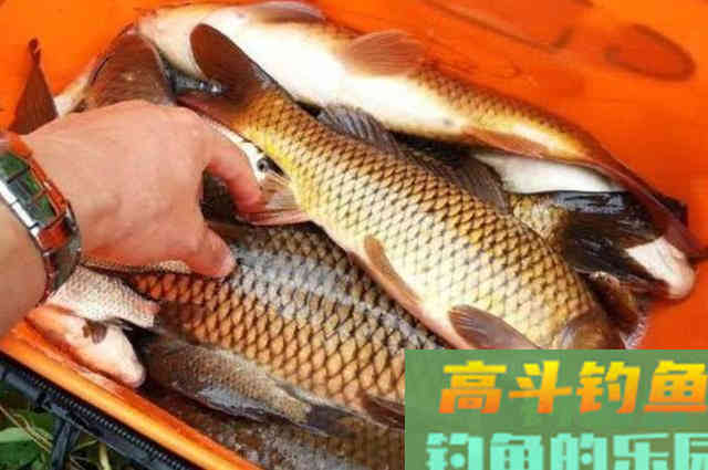 老钓友分享钓鲤鱼技巧